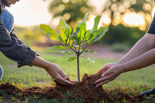 Tree Planting - 2026